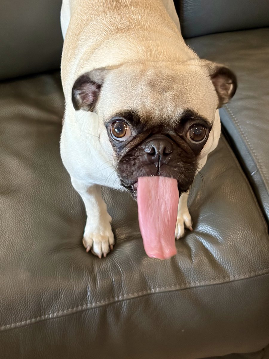 I let my pug Henry listen to God of Thunder. He gets it <a href="/genesimmons/">Gene Simmons</a> #KissArmy