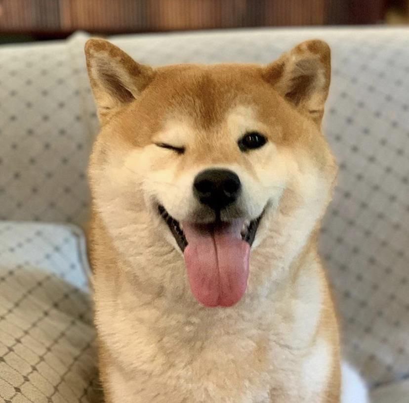 shibearmy's tweet photo. GM #ShibeArmy 🐕☀️
New day. Same conviction.
Building, holding, believing.

Such culture. Very early.
Let’s make it count. 💎🐾
$SHIBE https://t.co/efqSzxY5UJ