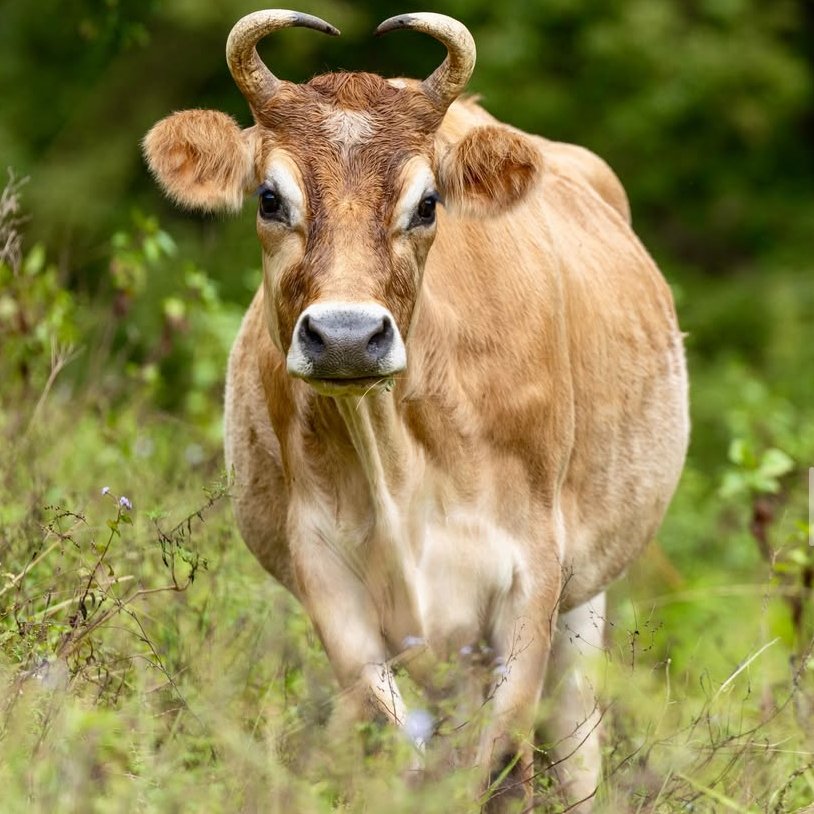 📅 23rd December 2025
🏷️ Instagram/vetsforcompassion
💕 #animaloftheday