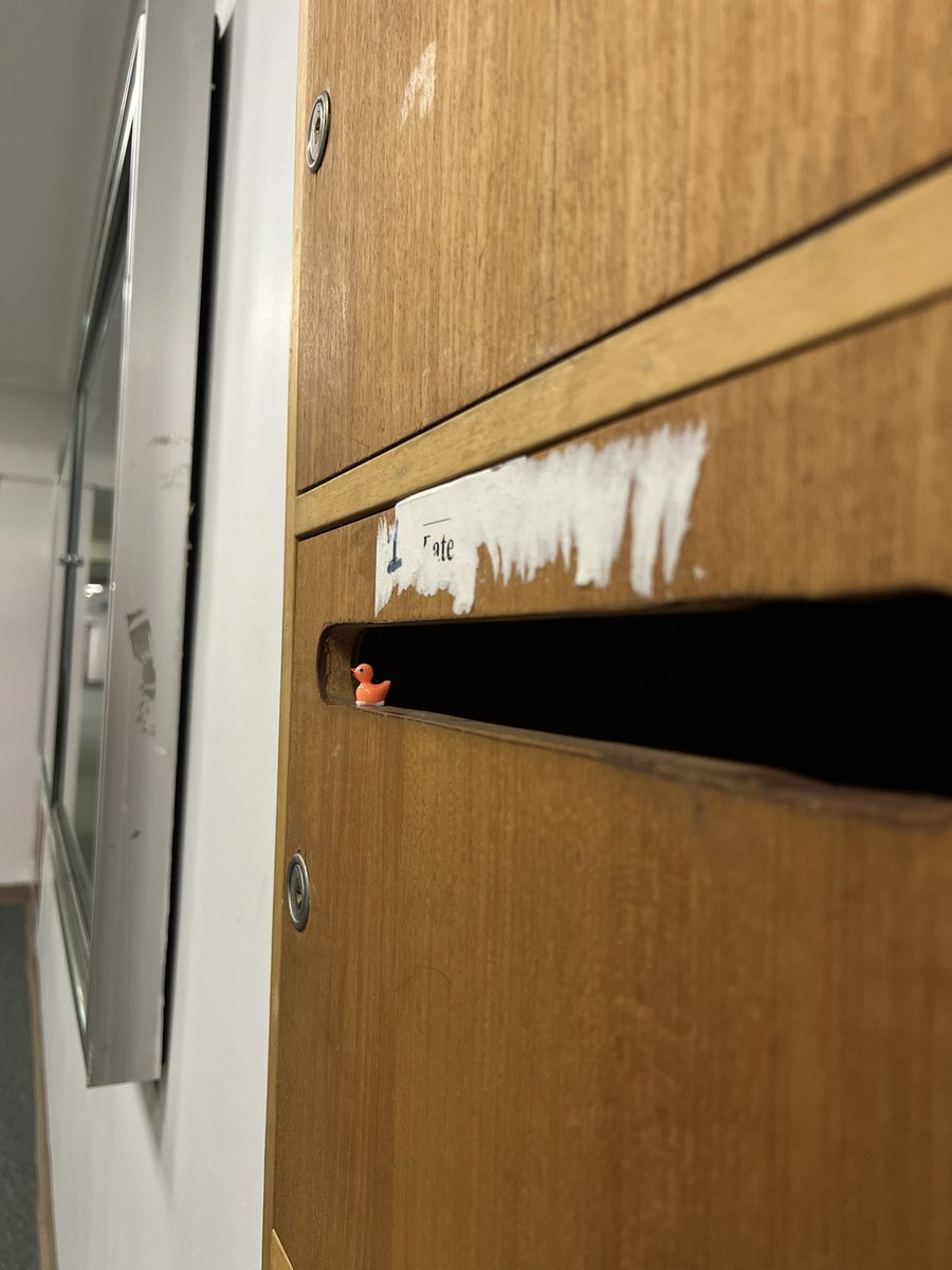 Orange week 🍊🐥