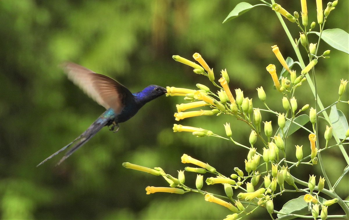 cjsbarros's tweet image. Na Caatinga #faunafrutoeflor #Caatinga #paraiba #beijaflortesoura #birdphotography