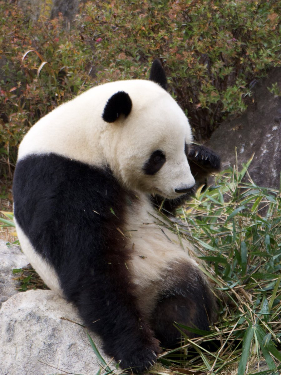 flypanda (@fly_panda6) / Posts / X