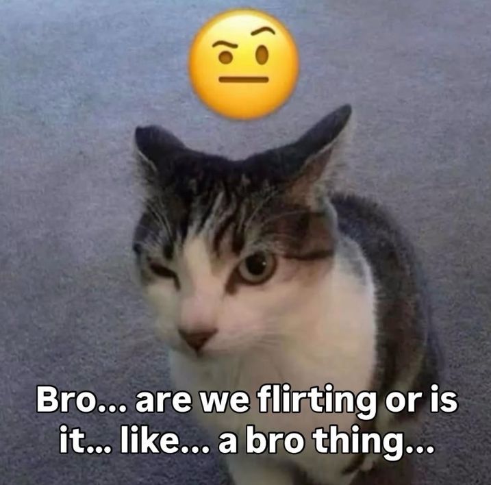 Tweets Of Cats tweet media