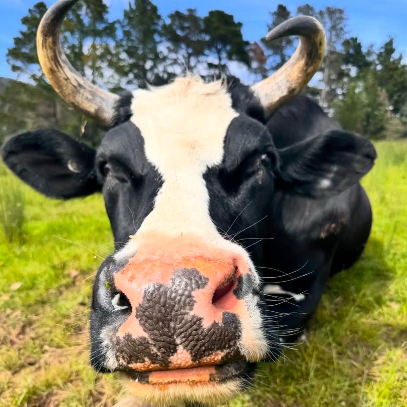 📅 26th December 2025
🐮 Arthur
🏷️ Instagram/companion_cows
💕 #animaloftheday