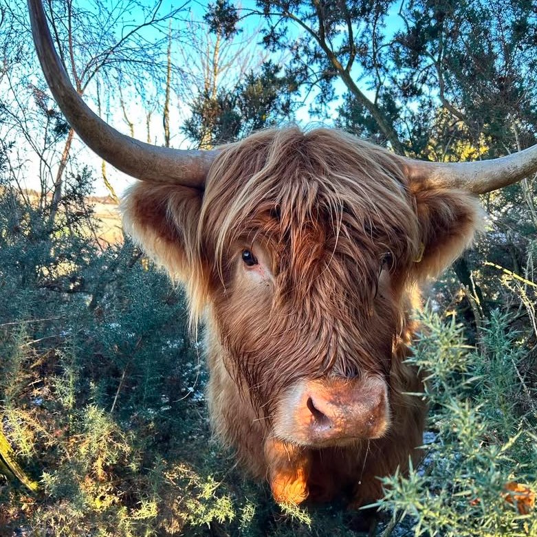📅 27th December 2025
🏷️ Instagram/hallhillfarm
💕 #animaloftheday