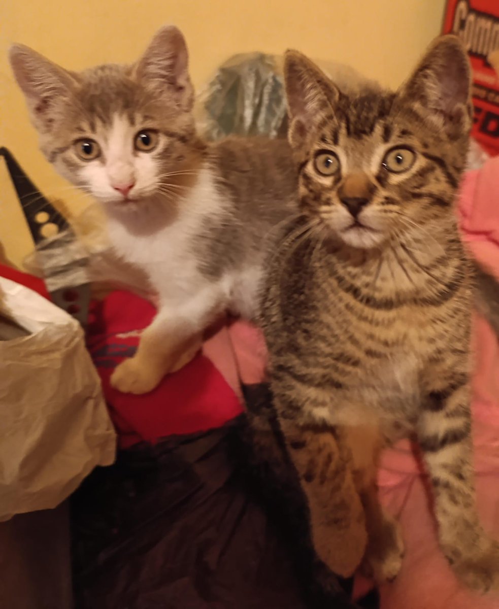 rockenaty's tweet image. Queridos amigos: Agradezco mucho la difusión y si me pueden ayudar con un númerito para ayudar a nuestros rescatados ❣️ que pasen felices fiestas