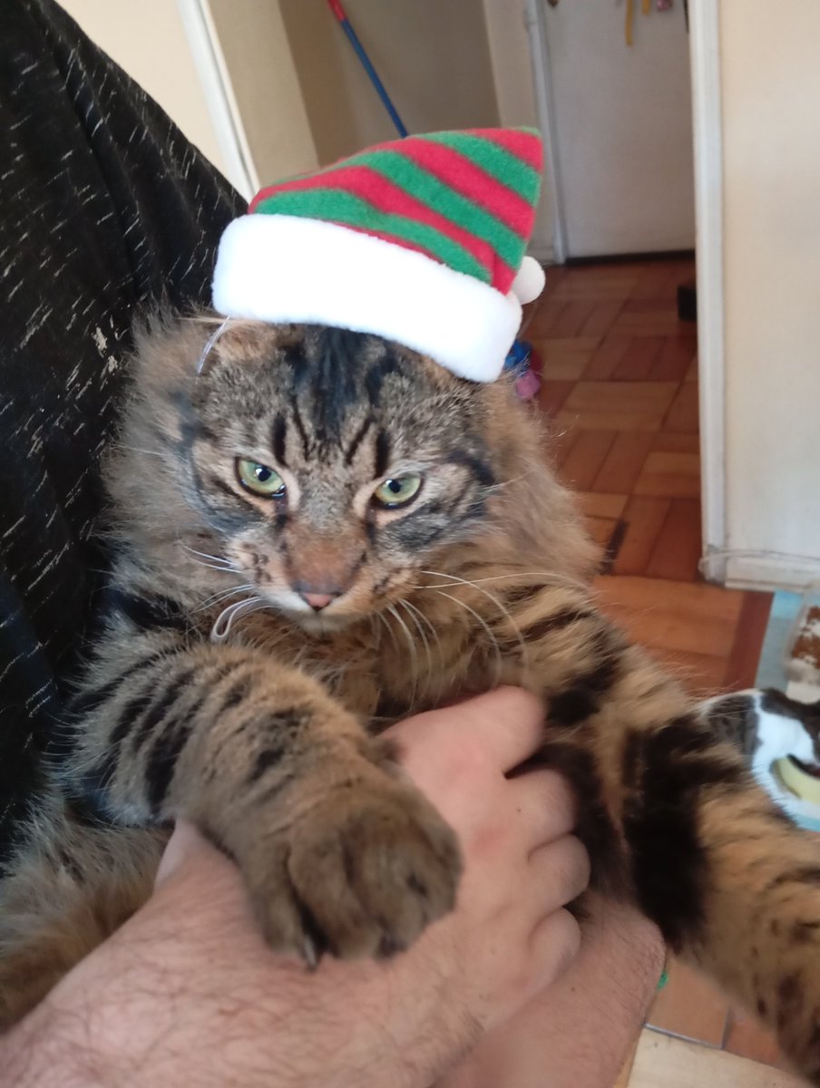 rockenaty's tweet image. Queridos amigos: Agradezco mucho la difusión y si me pueden ayudar con un númerito para ayudar a nuestros rescatados ❣️ que pasen felices fiestas