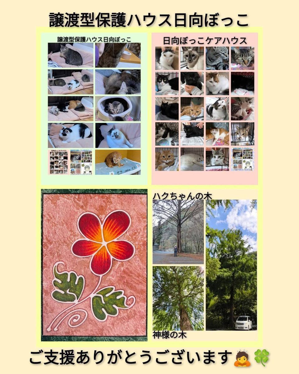 令和７年１２月２２日
🆘拡散希望です🆘
拡散ご協力宜しくお願い致します🙇

❌️❌飼い主さん（ご家族）からの飼い猫の保護依頼　餌やりさんからの保護依頼はお断りしています❌❌️

１２月🎄Xmasまで数日になりました。
朝晩は冷え込みだしハウスやケアハウスも冬支度をしました。