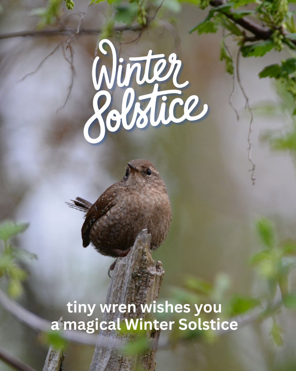 tiny wren lit tweet media