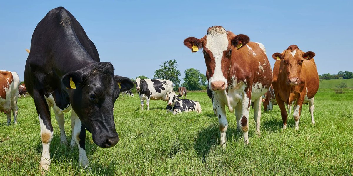 HenryJP55's tweet image. Wat runderen daadwerkelijk eten:

70% gras van permanent grasland
15% graskuil (geconserveerd gras)
10% gewasresten (tarwestro, suikerbietenpulp)
5% graan (vaak gerst dat niet geschikt is voor menselijke consumptie)

Wat runderen NIET eten:

Jouw groenten
Jouw fruit
Voedsel dat…