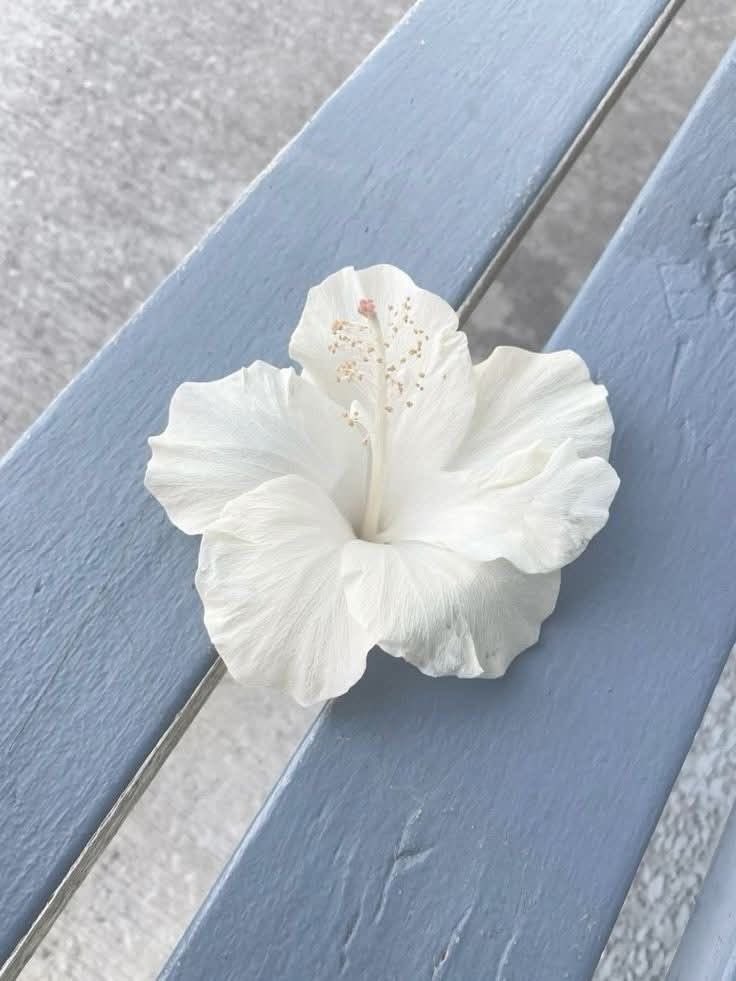 seraphicxc's tweet image. 