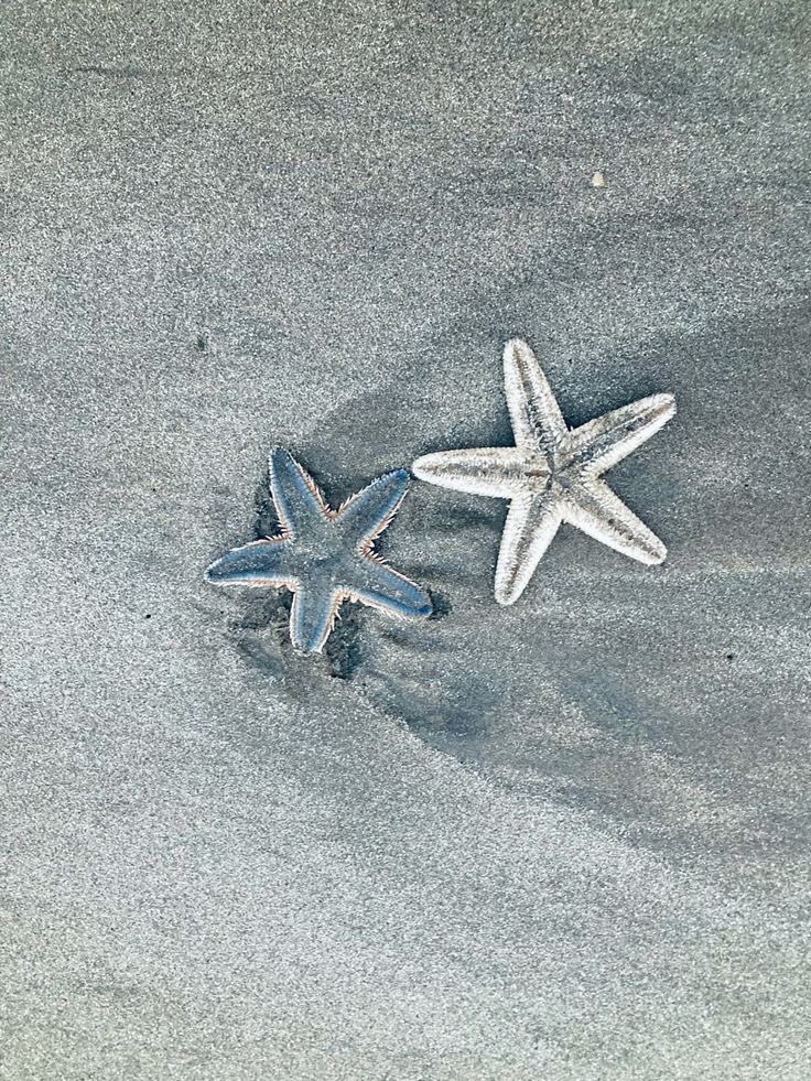 seraphicxc's tweet image. 