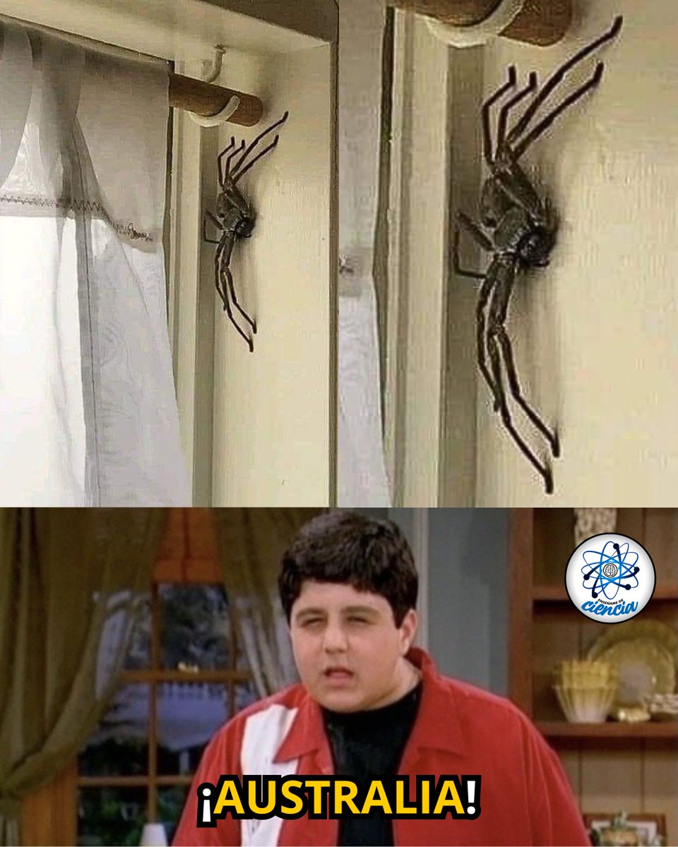 El usuario de Reddit Jake Gray encontró en su casa una araña ENORME, de esas que parecen sacadas de una película de terror, grande, peluda y rapidísima. 

En lugar de entrar en pánico y sacarla, decidió dejarla vivir allí tranquilamente durante todo un año. ¿Por qué? Porque estas