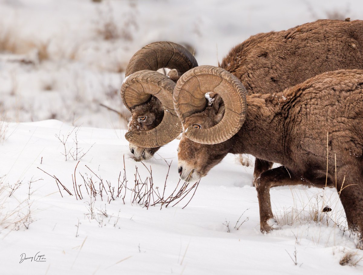 Wild Sheep Society of BC tweet media