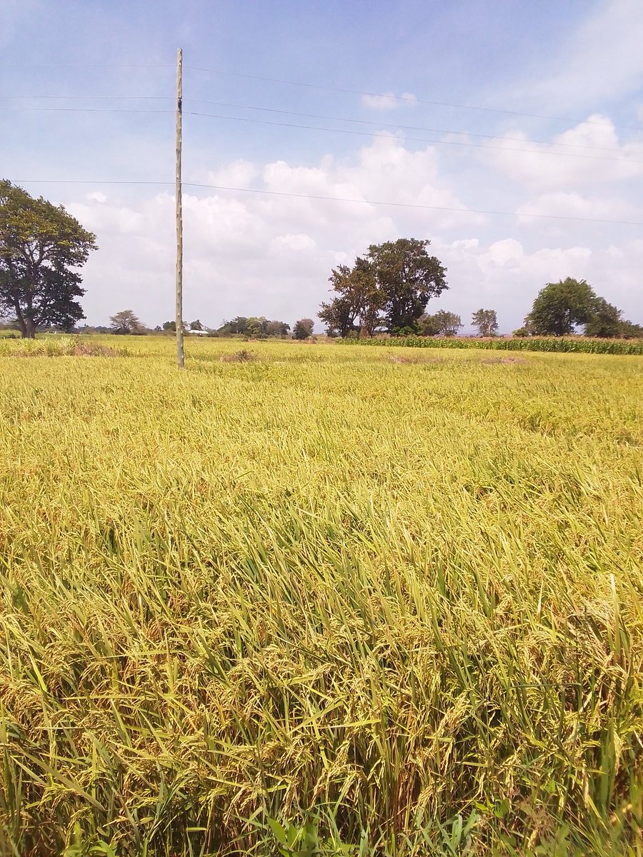 <a href="/Mazikuagric/">𝐌𝐚𝐳𝐢𝐤𝐮 𝐀𝐆𝐑𝐈𝐂 🇹🇿</a> Na tumefika