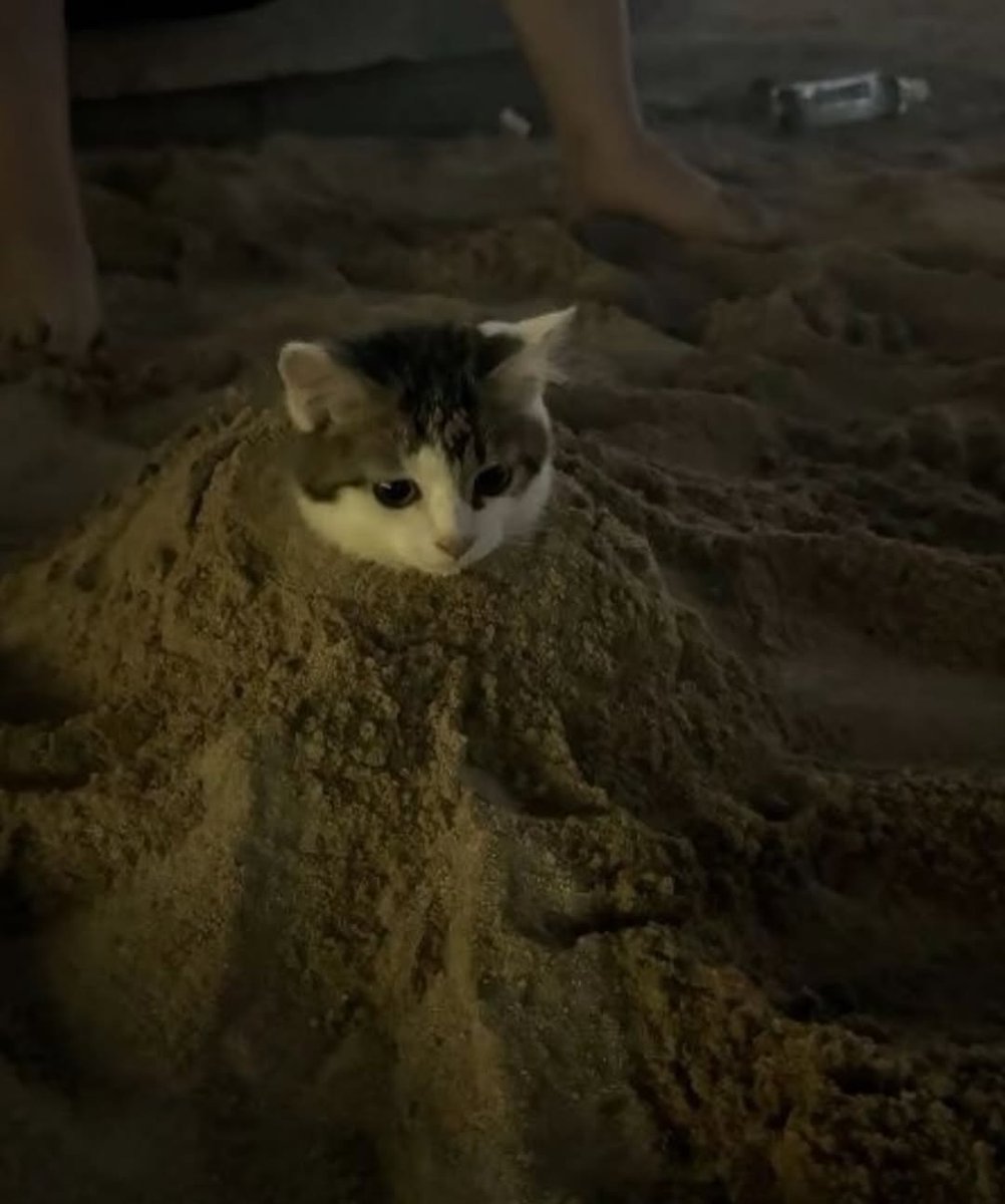 smol silly cat (@catsillyness) on Twitter photo 