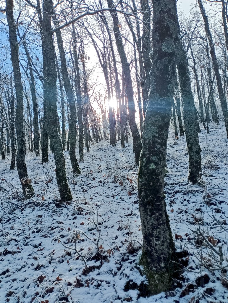 adventicia 🍃 tweet media