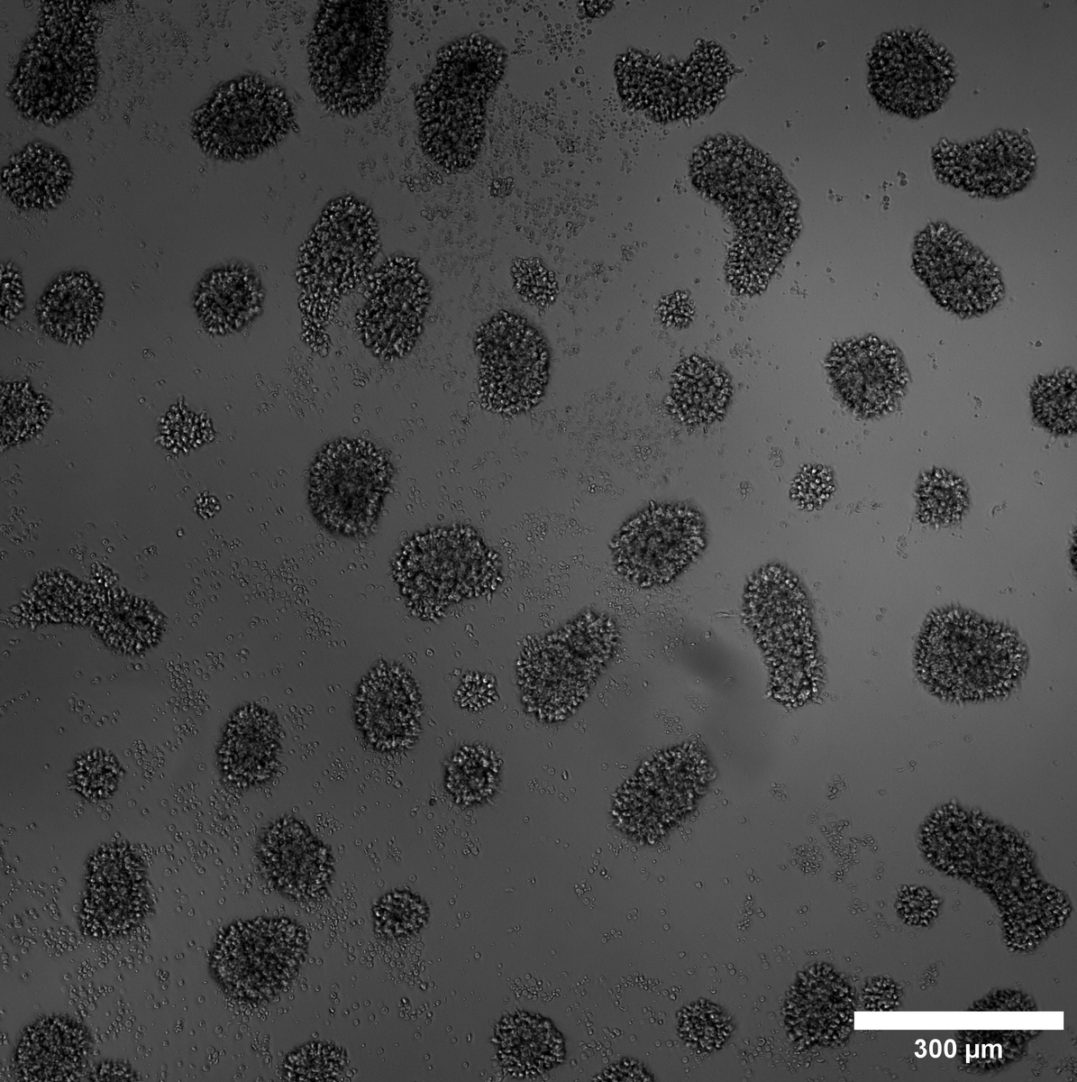 Denis Wirtz tweet media