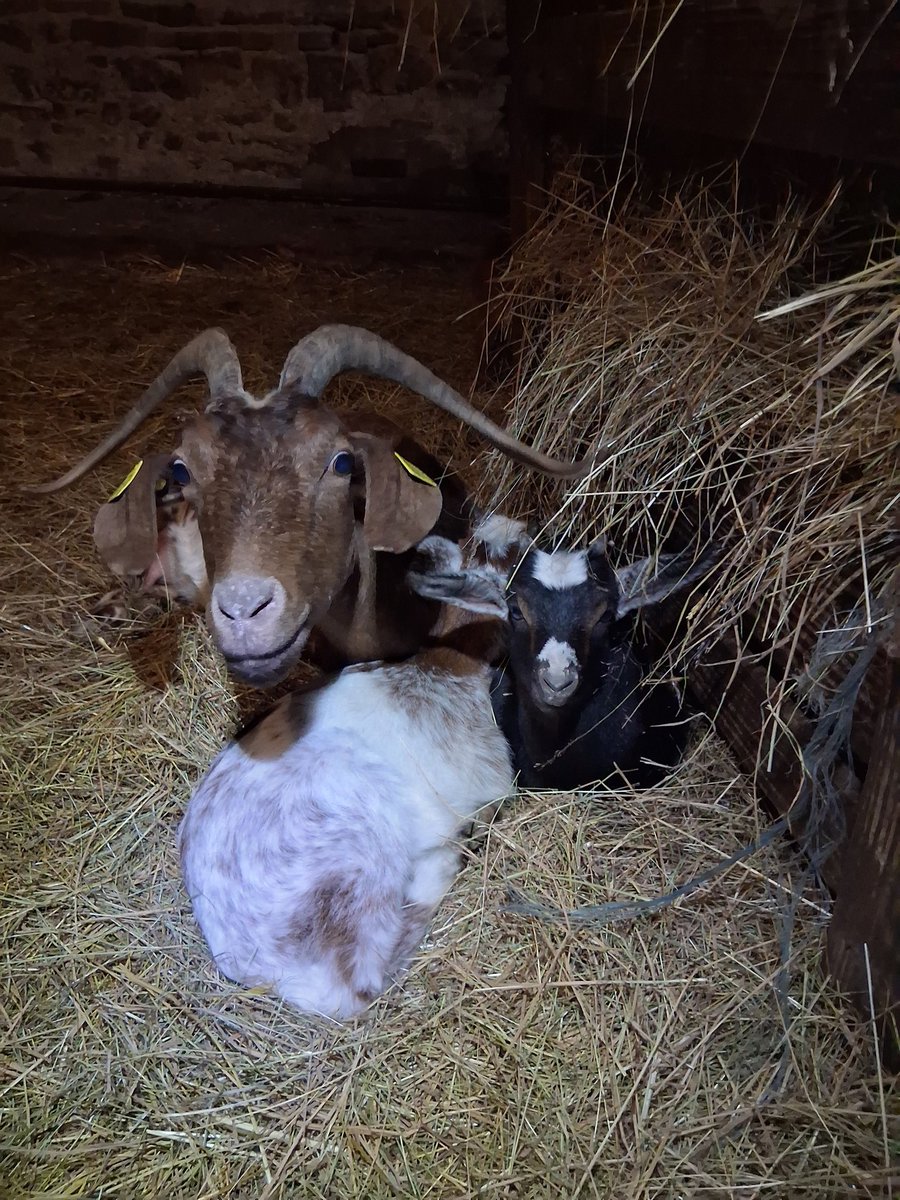 AudeLefebvre4's tweet photo. Une année compliquée mais finalement, ma plus belle réussite mon troupeau, mes 1 an de cette humble réussite, dans ce parcours de combattants 💚👩‍🌾 https://t.co/lA6PnVPjP2