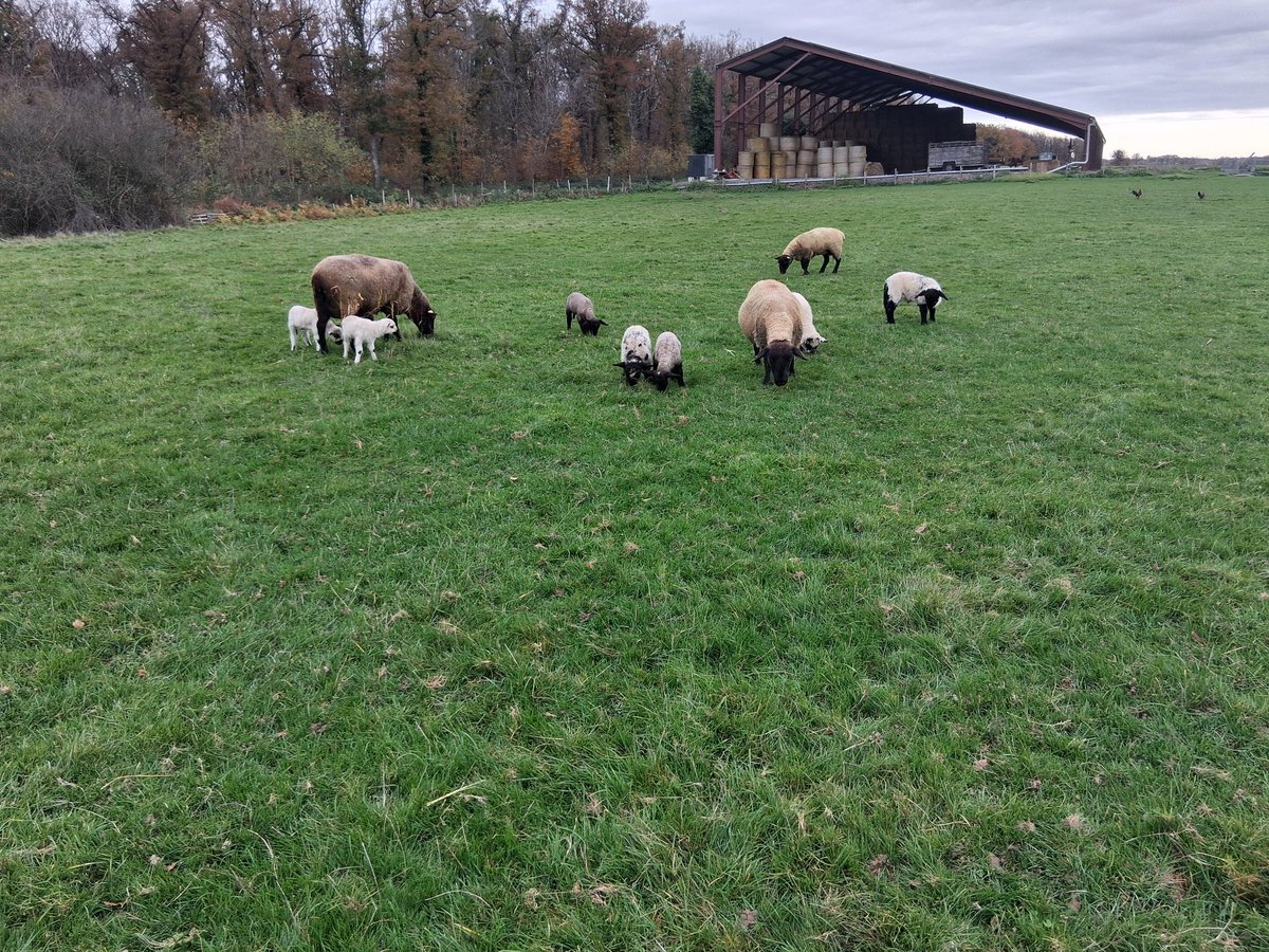 AudeLefebvre4's tweet photo. Une année compliquée mais finalement, ma plus belle réussite mon troupeau, mes 1 an de cette humble réussite, dans ce parcours de combattants 💚👩‍🌾 https://t.co/lA6PnVPjP2