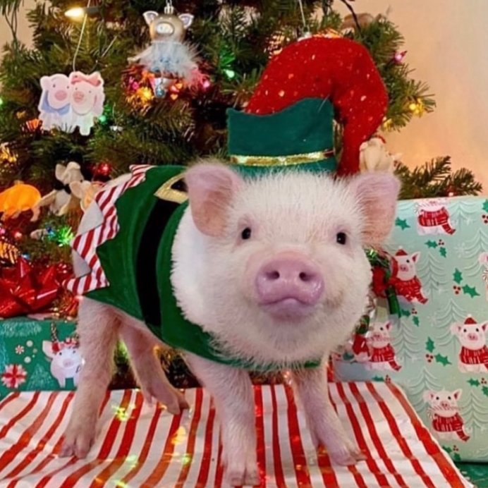 Pig of the Day 🐷 tweet media