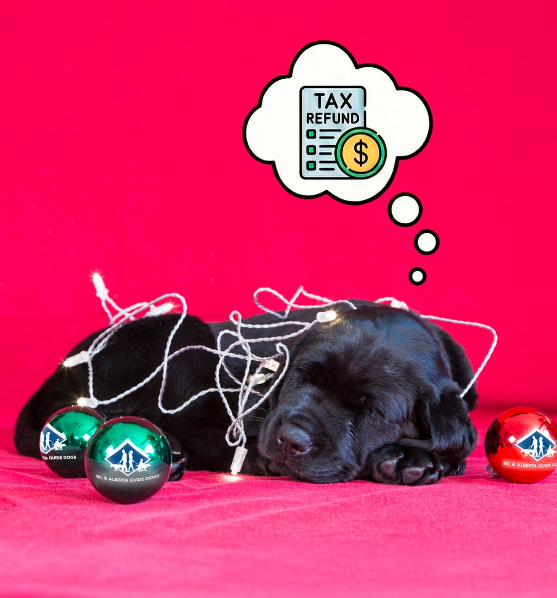 BC & Alberta Guide Dogs tweet media