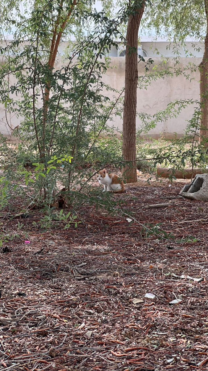 ابو حماد شرقية