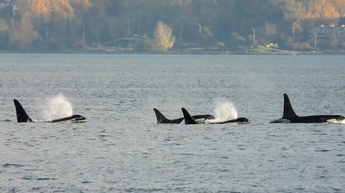 Orca Conservancy tweet media