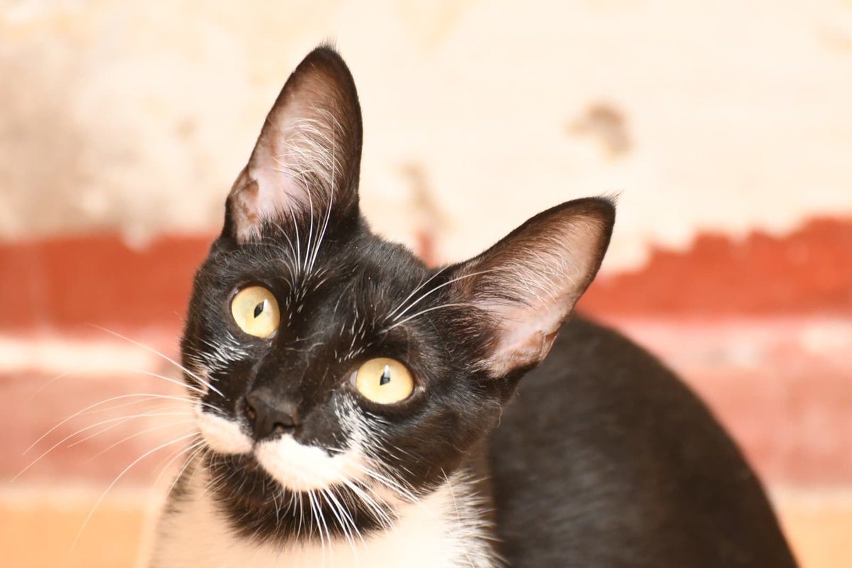 Ref_ElsAngels's tweet photo. Consti busca familia 🐱✨
Ya está lista para encontrar un hogar que no la vuelva a fallar.
📌 Lee primero el protocolo: https://t.co/bGY5yKbN9d
📲 Contacto solo por WhatsApp (mensajes): 621260314
Si no puedes adoptar, ¡comparte! 💛 https://t.co/dPEG3PVmtc