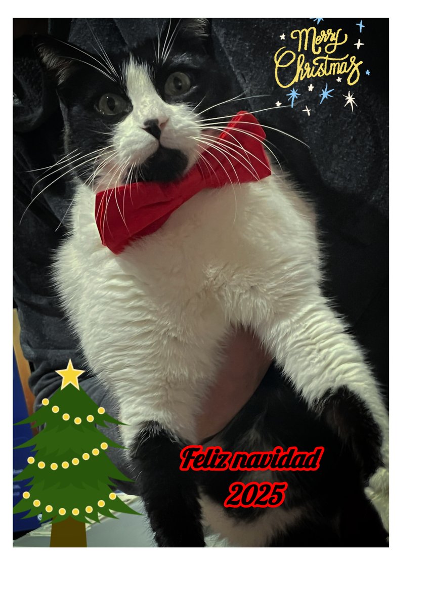 CorrecaminosMi1's tweet photo. Os deseamos a todos unas felices fiestas , con amigos, familia y sobre todo ser felices y dejar ser felices.
Viva el cineee🌲🍿📽️🎬🎁❄️
#Navida https://t.co/Ml0KJJ3IF1