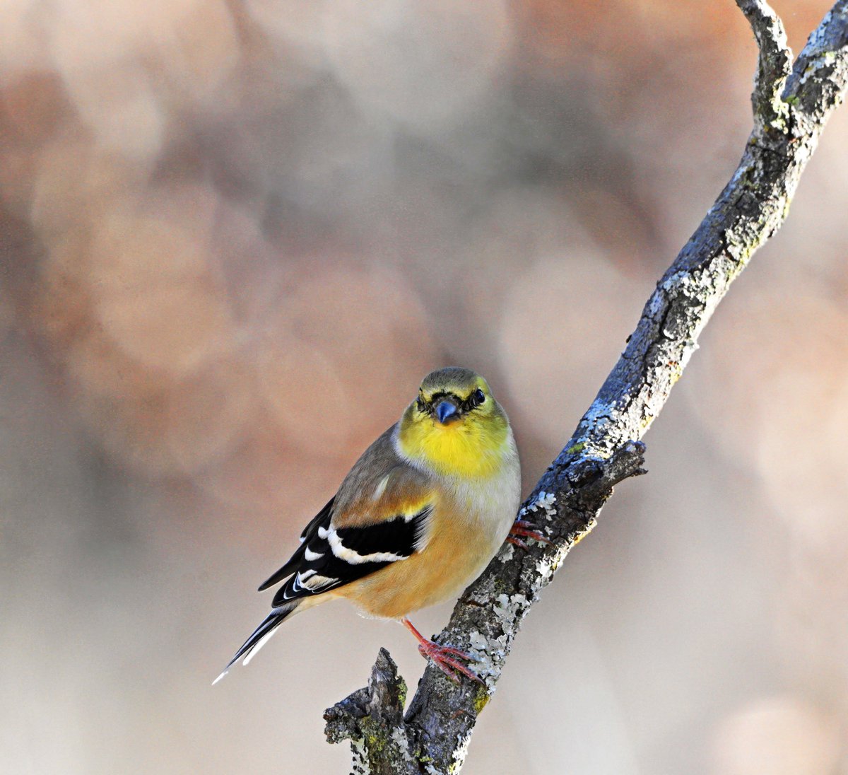 StuartH89403516's tweet image. #Birds #Bokeh  #WildlifePhotography  
A female Goldfinch with a background of 'Bokeh'.