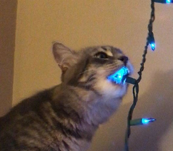 ✨ OctoGear ✨ tweet media