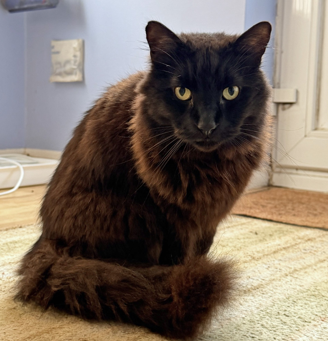 CatCall_UK's tweet image. Have you seen this dear Cat missing from Birch Way Hastings, see details and contact information catcall.org.uk/lost-and-found…
#CatMissinginHastings #MissingCat #CatCall #GettingCatsHome #Caring4Cats #CatRescue #lovecats