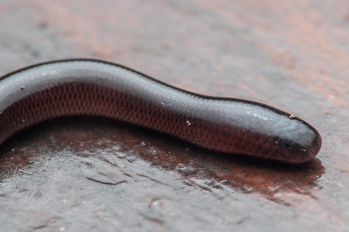 TreehopperGO_GT tweet media