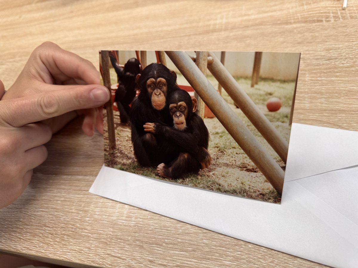 projectchimps's tweet image. Friends can feel like family. For a holiday treat, read our interview with Kelly from Oakland Zoo and Manager of Husbandry Holly about Kelly's visit from the summer and learn a few tidbits about Lindsey and Rosemary's early days.
projectchimps.org/rosemary-and-l…