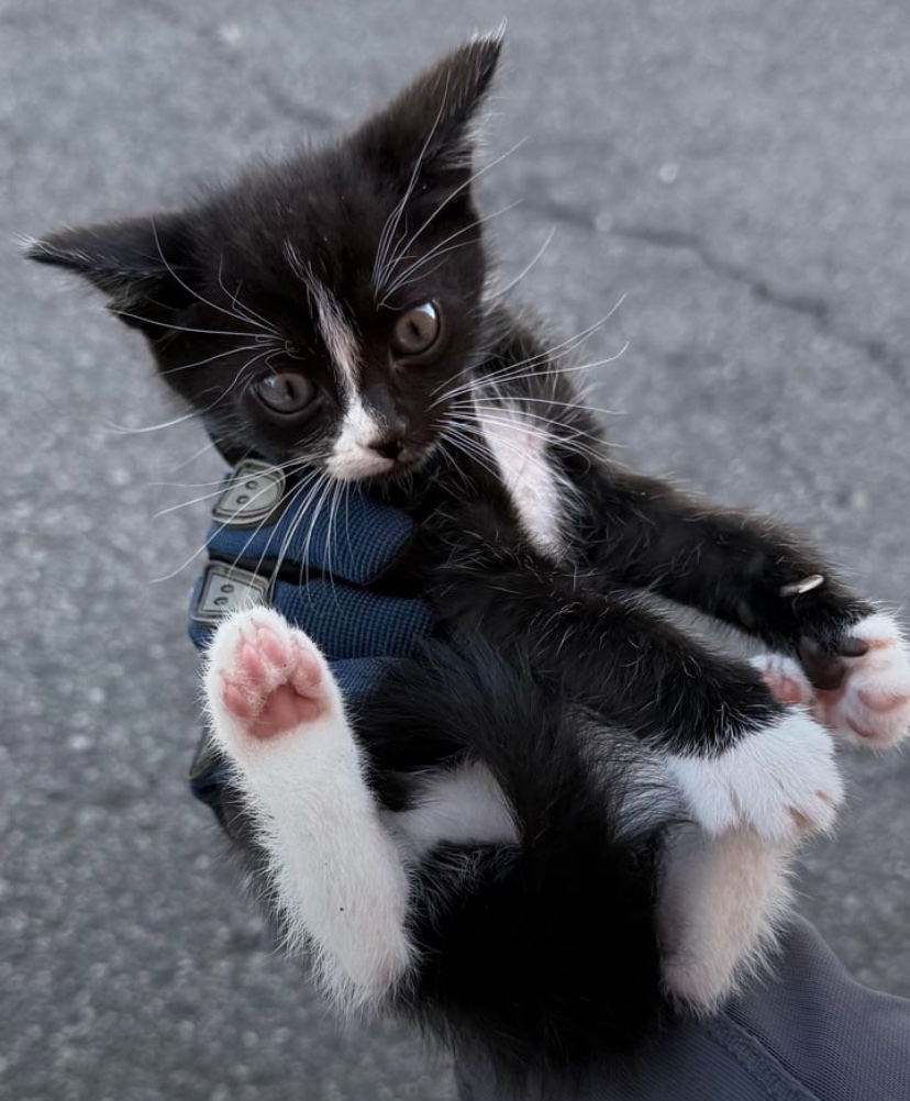 catshealdeprsn's tweet image. I’m a new biker and found a kitten in the road