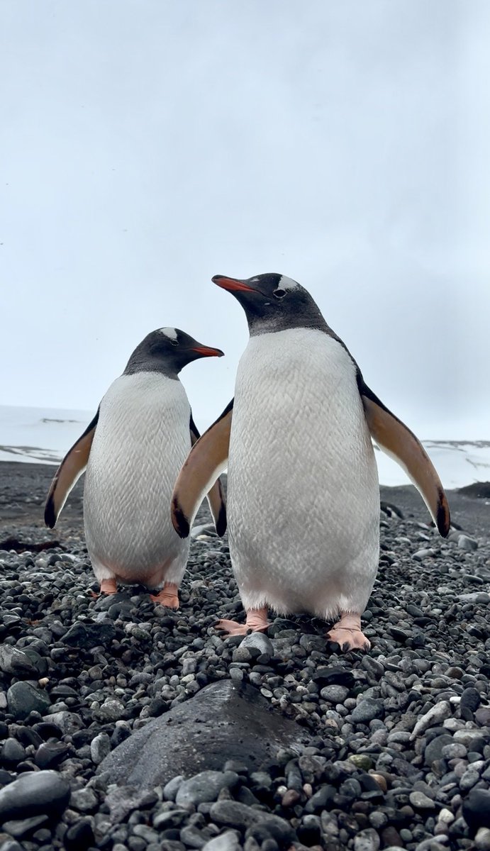 sofisall's tweet image. Pingüinos Papúa, les di curiosidad y se acercaron ❤️