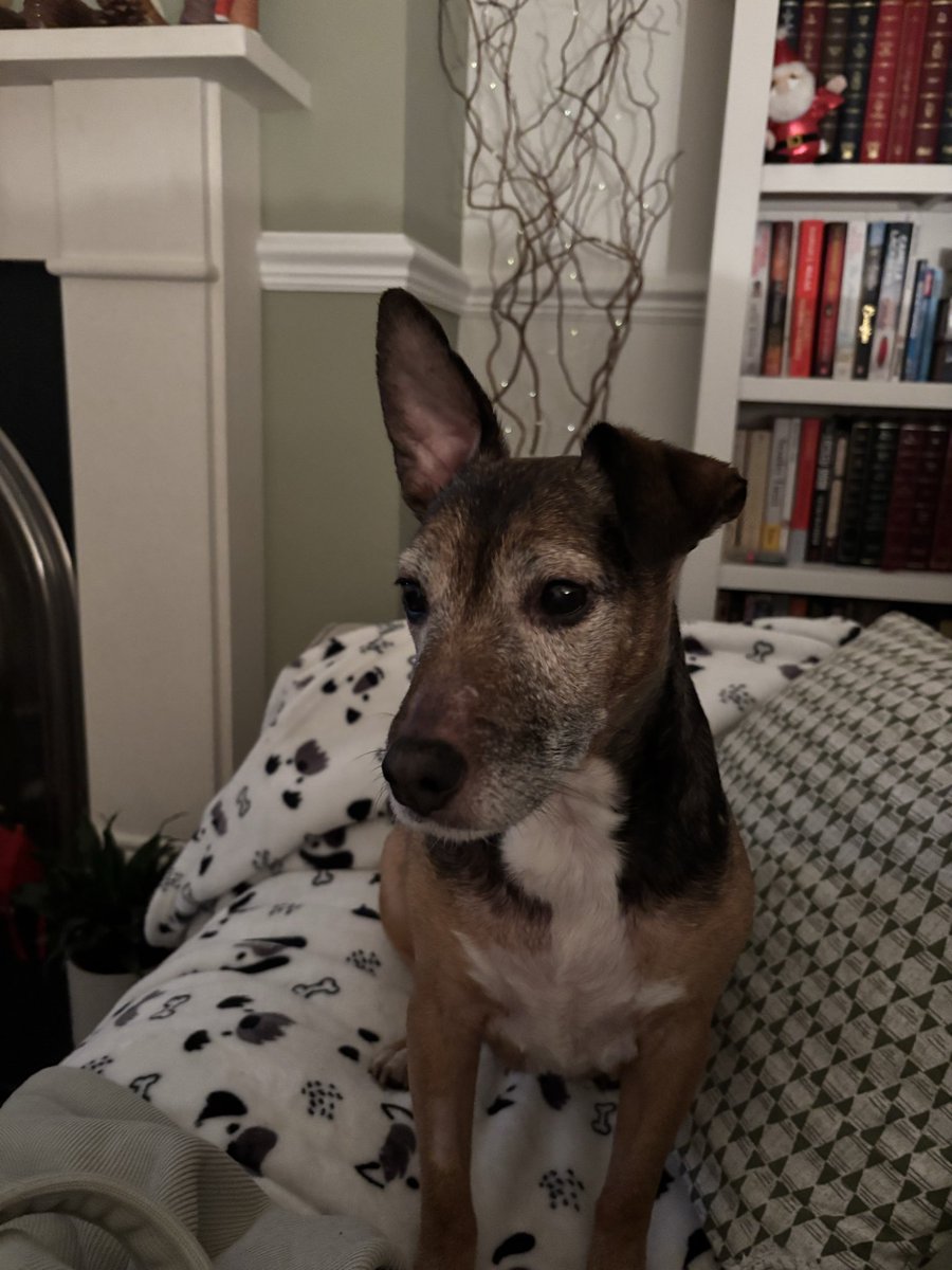 baileybeagle3's tweet photo. One ear up and one down, I am a little cutie #adoptdontshop https://t.co/QFMPz8HETC