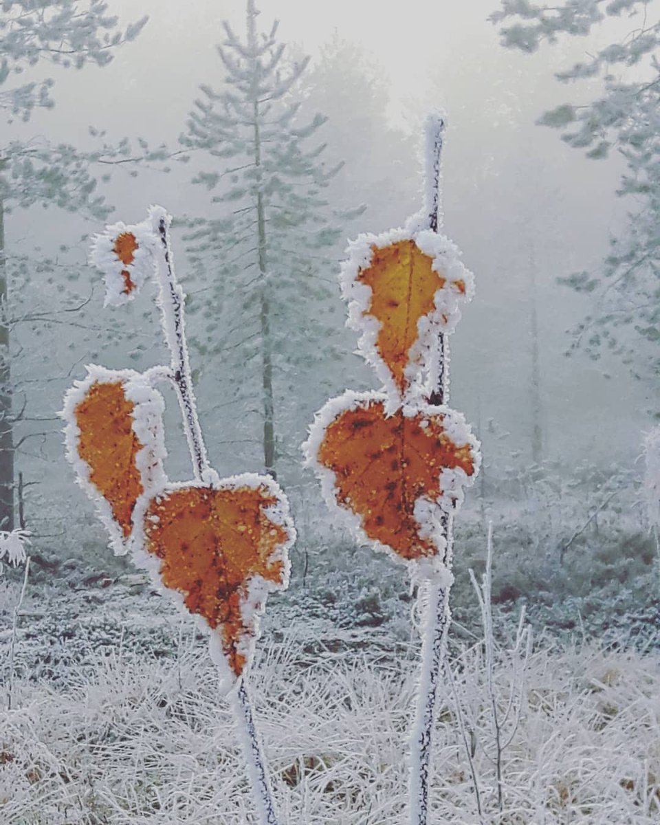 LeilaLundstrom's tweet image. Luonnon siveltimestä kauneinta #taide tta🩶 
The most beautiful art comes from #nature!