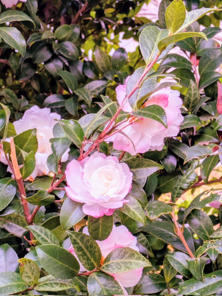 のんちゃんにﾎﾟﾁｯ❤️