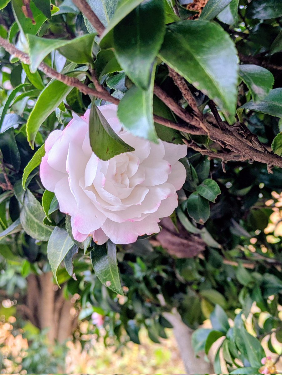 のんちゃんにﾎﾟﾁｯ❤️