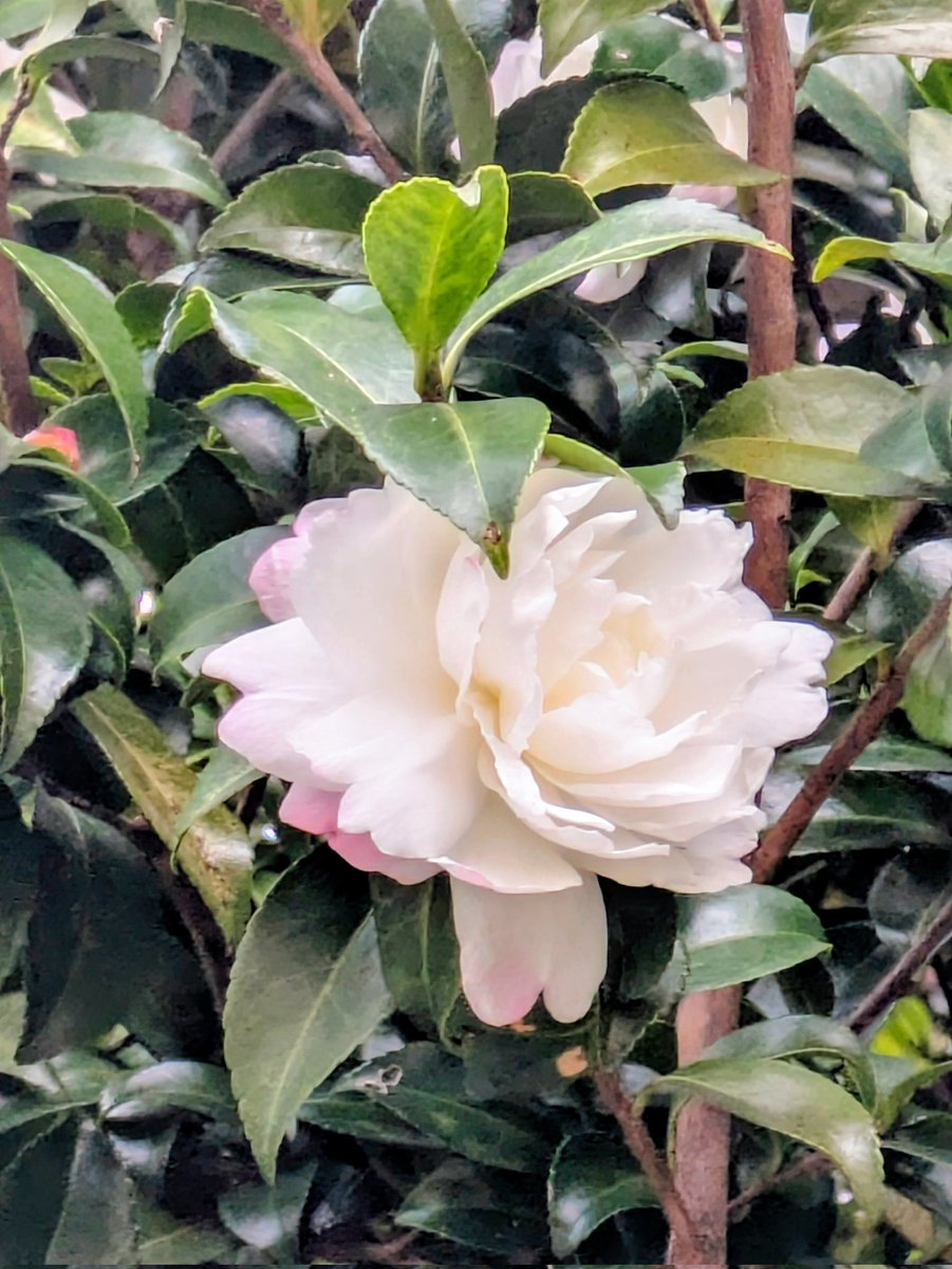 のんちゃんにﾎﾟﾁｯ❤️