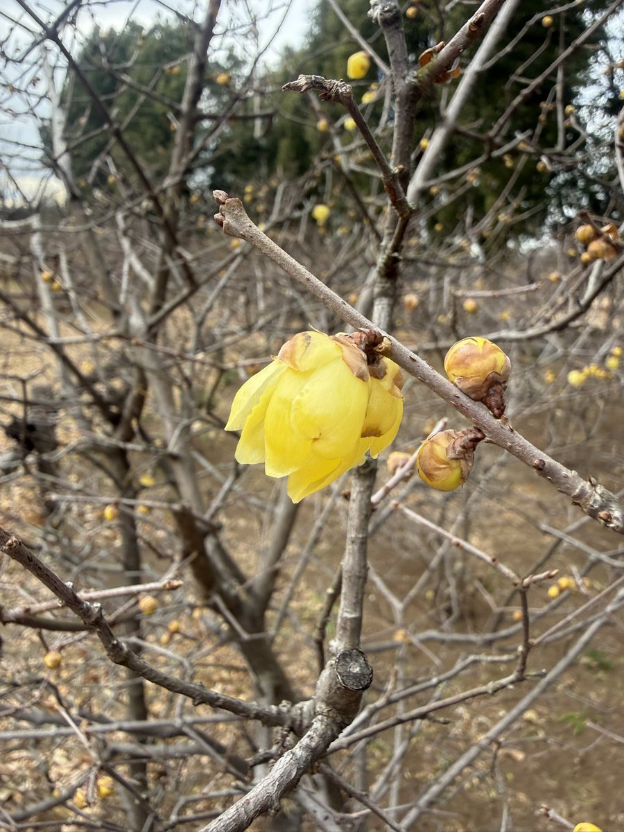 つわ様おまとめ Post by トワ様組の組長 on X: おはよう