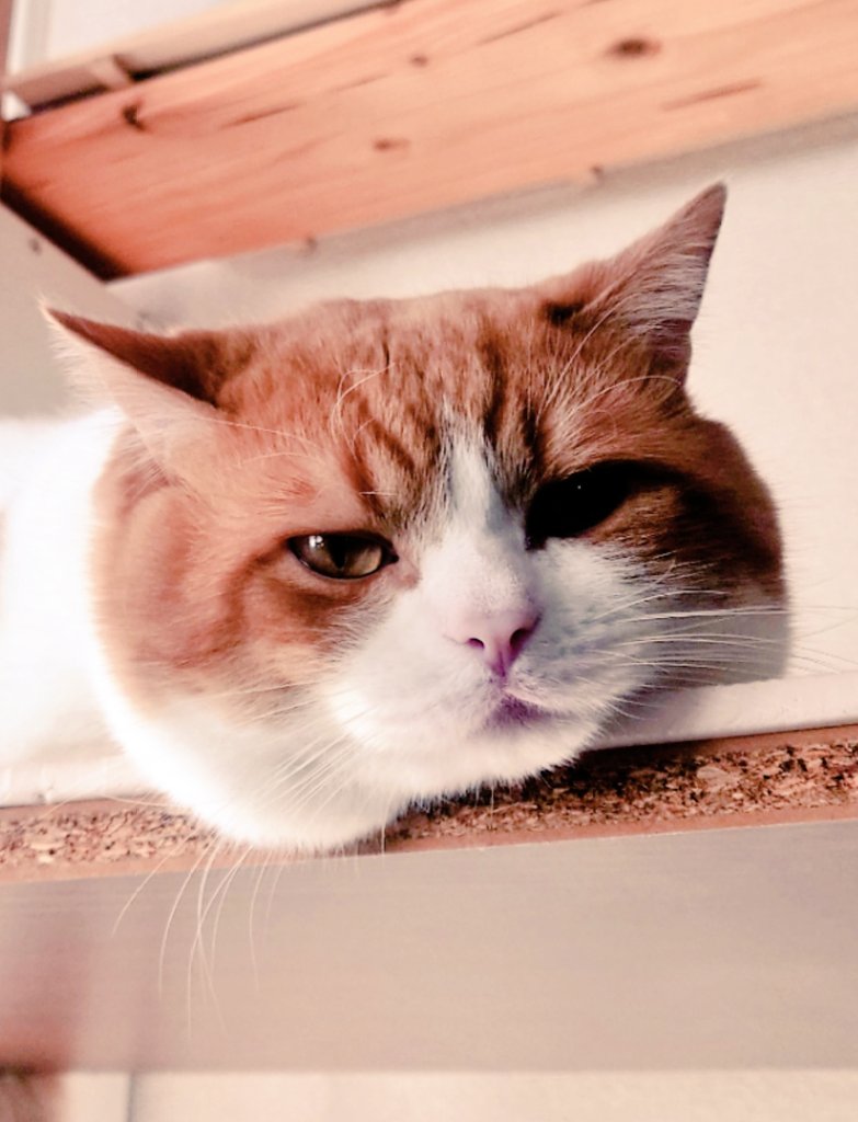 おちゃまる (@ochamarusan0126) / Posts / X