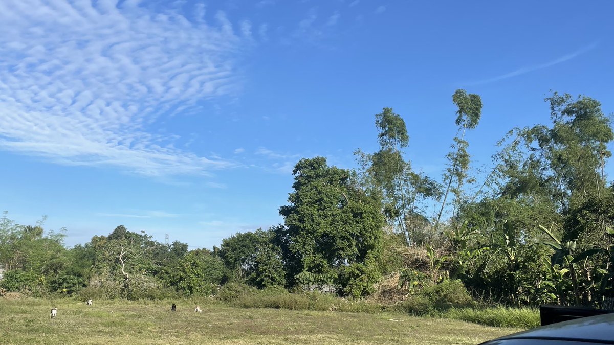 bloomsofmay's tweet image. life as probinsya girlie for a month! 🪷 #lifetwt #archivetwt