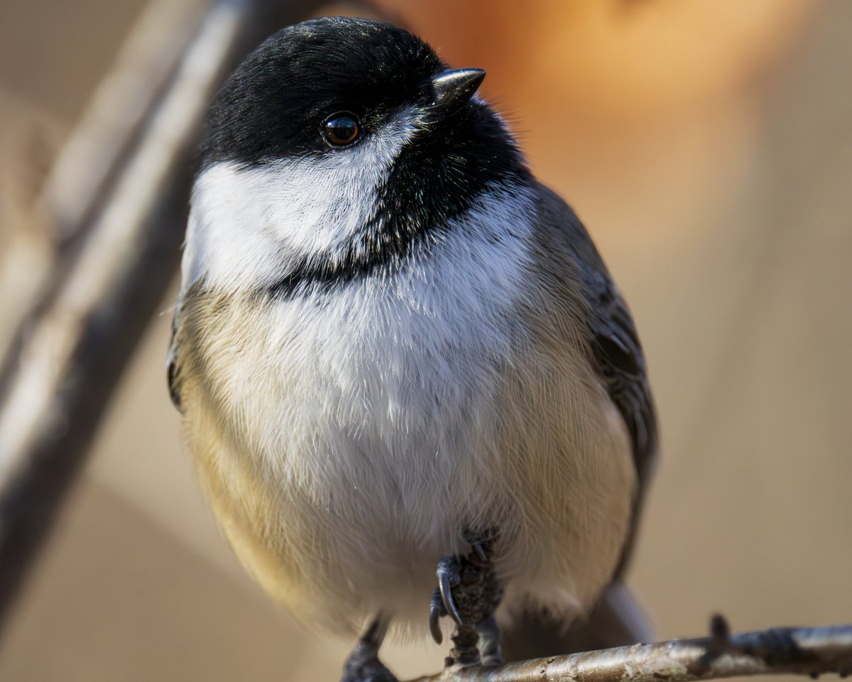 Chickadee

 #photography #naturephotography #backyardbirds #birds #wildlife #wildlifephotography #birdphotography #omsystem #nature #blackcappedchickadee