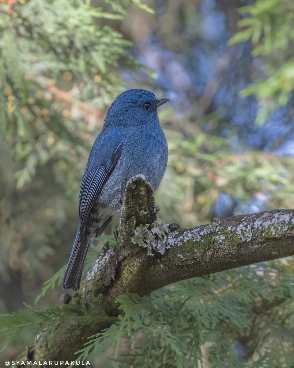 #indiaves #ThePhotoHour #BirdsOfTwitter #TwitterNatureCommunity #wildplanet #wildlife #BBCWildlifePOTD  #BirdsSeenIn2025 #NatureIn_Focus #birdtwitter #birds #natgeoindia Nilgiri Flycatcher