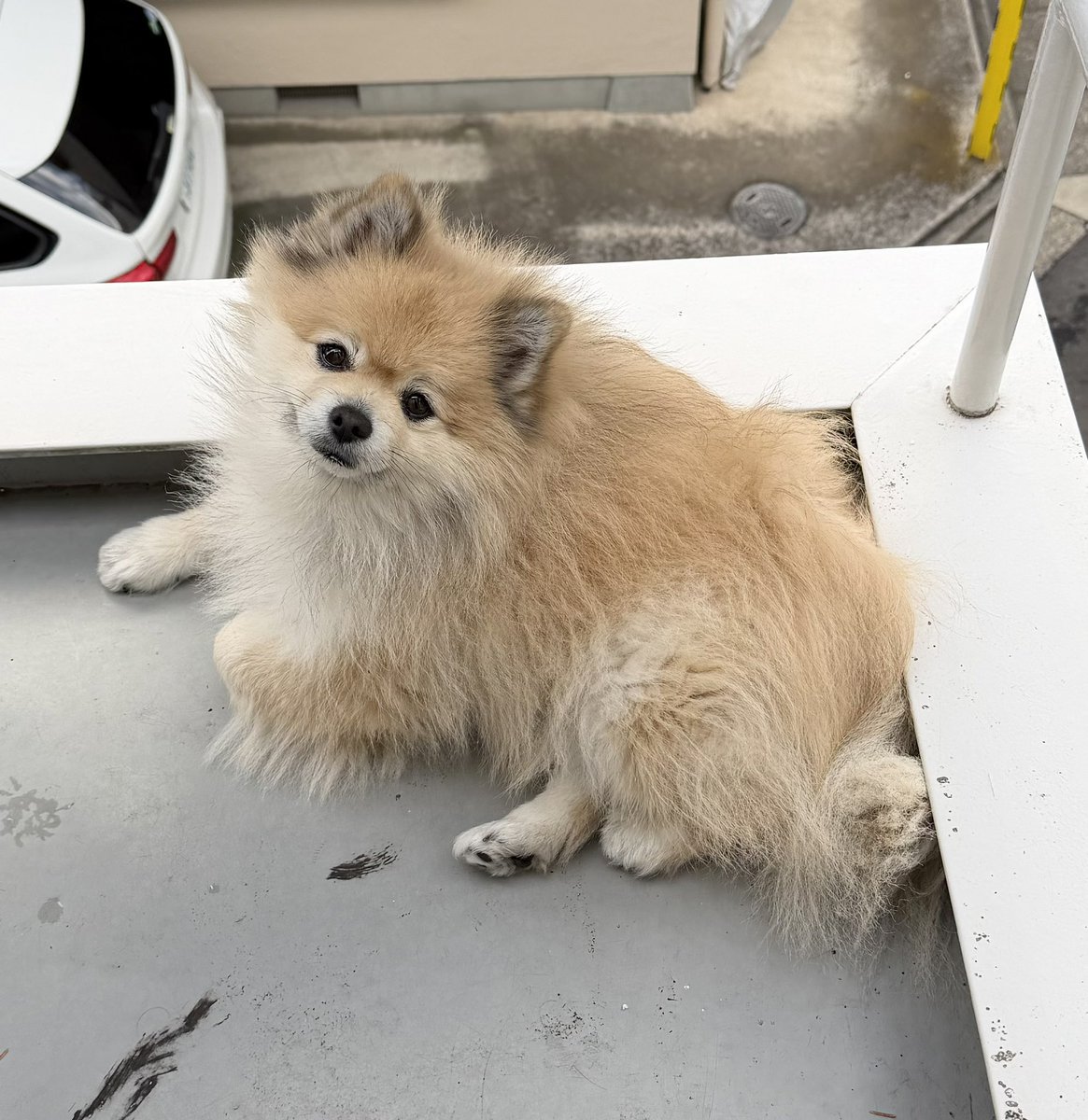 にこまる (@6yQgZFNMNk76215) / Posts / X