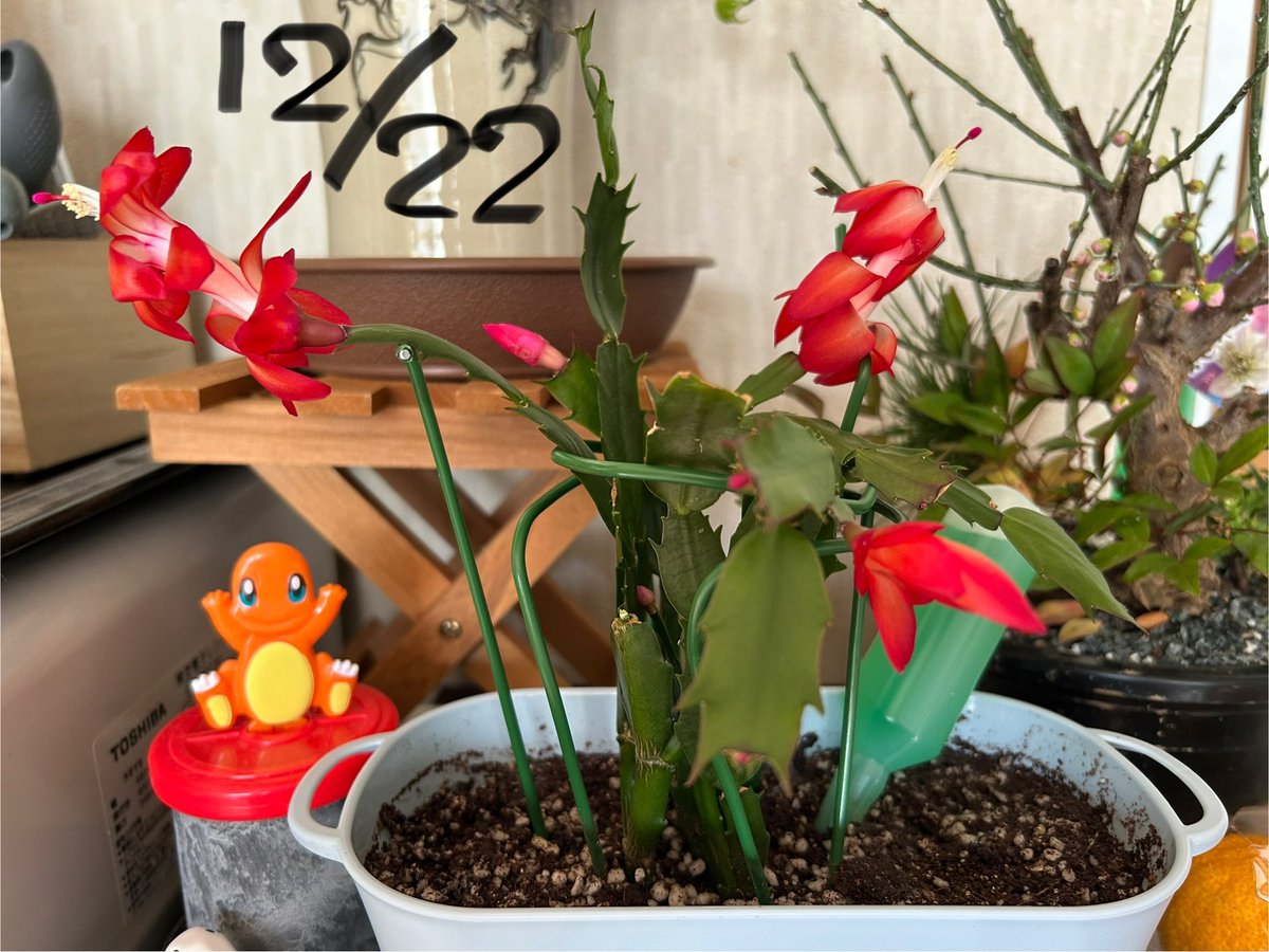 おはあこです🍓 忙しいのもあとちょっと💦 配信できてないの悲しいけど