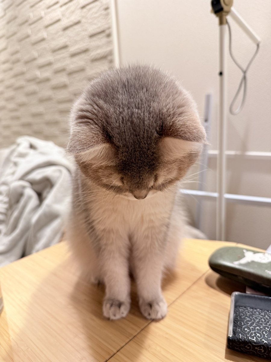 おもちさま確認ページ♡ 完成品確認ページ 】おもち様 もちもち様確認ページ おもちページ